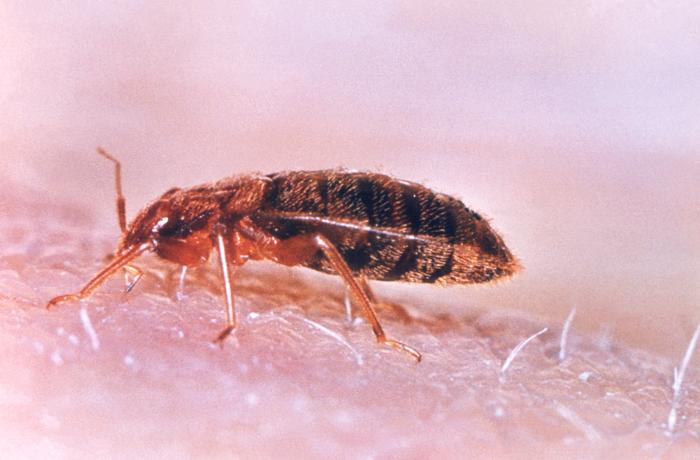 Bedbug Heat Treatment