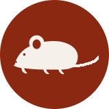 Rodent control icon