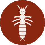 Termite control icon